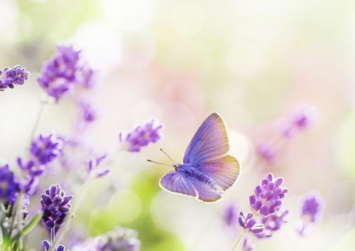 Arts voor homeopathie Arts voor homeopathie