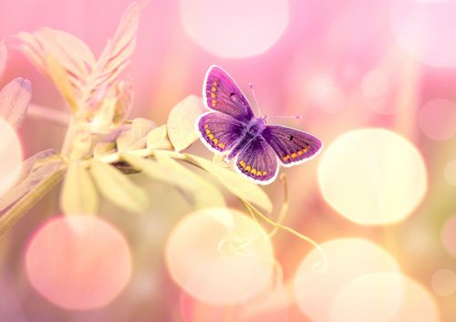 Homeopathie & kinderen Homeopathie & kinderen